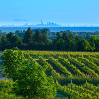 Westcott Vineyards Pinot Noir