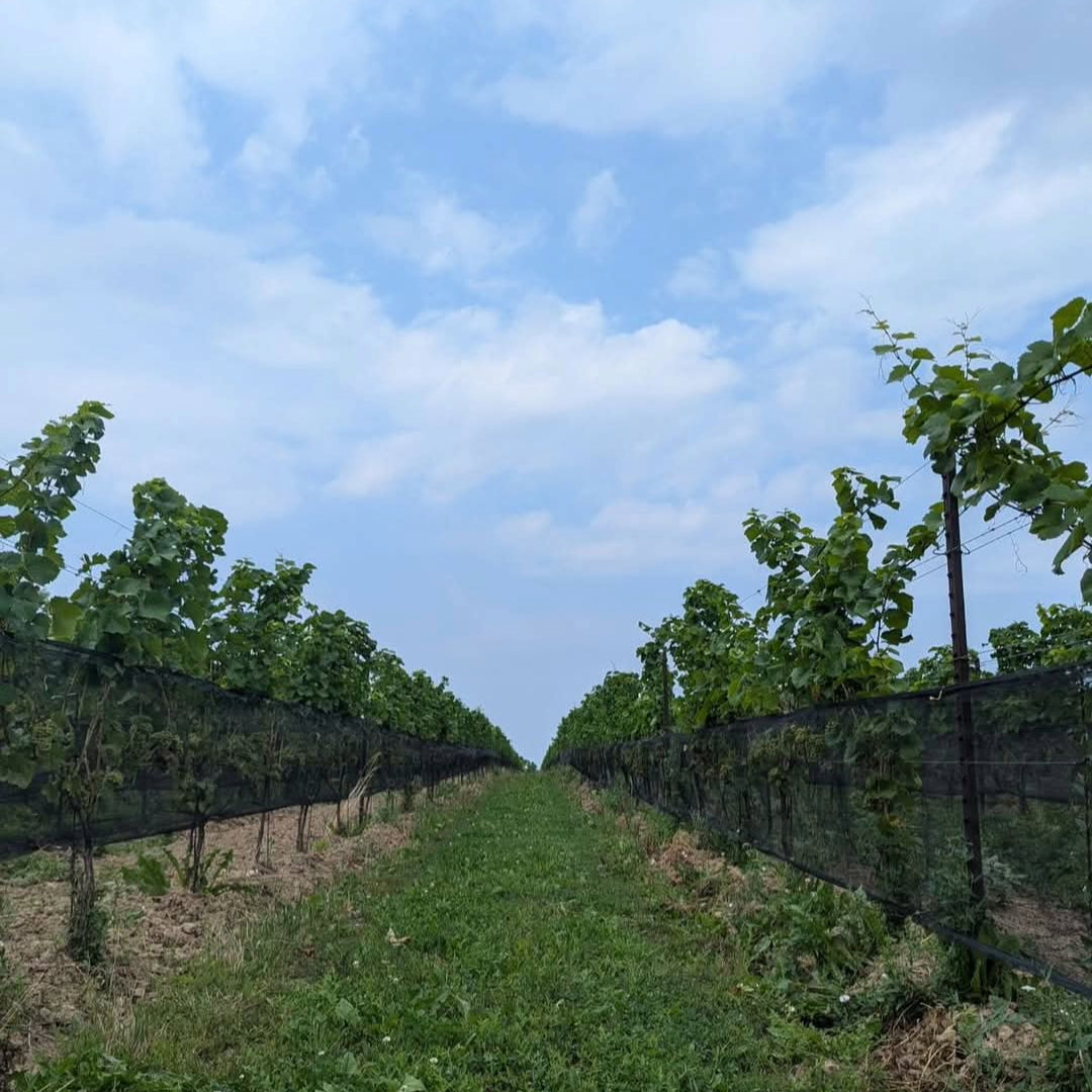 Westcott Vineyards Pinot Noir