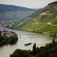 Fritz Willi Mosel Rose