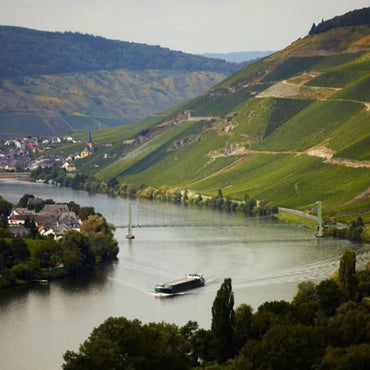 Fritz Willi Mosel Rose