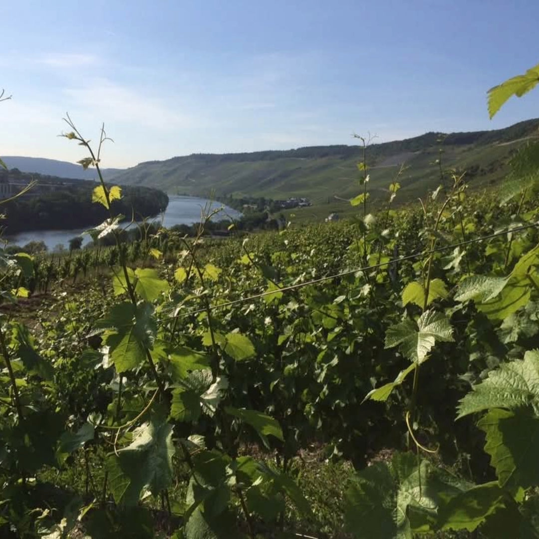 Fritz Willi Mosel Rose