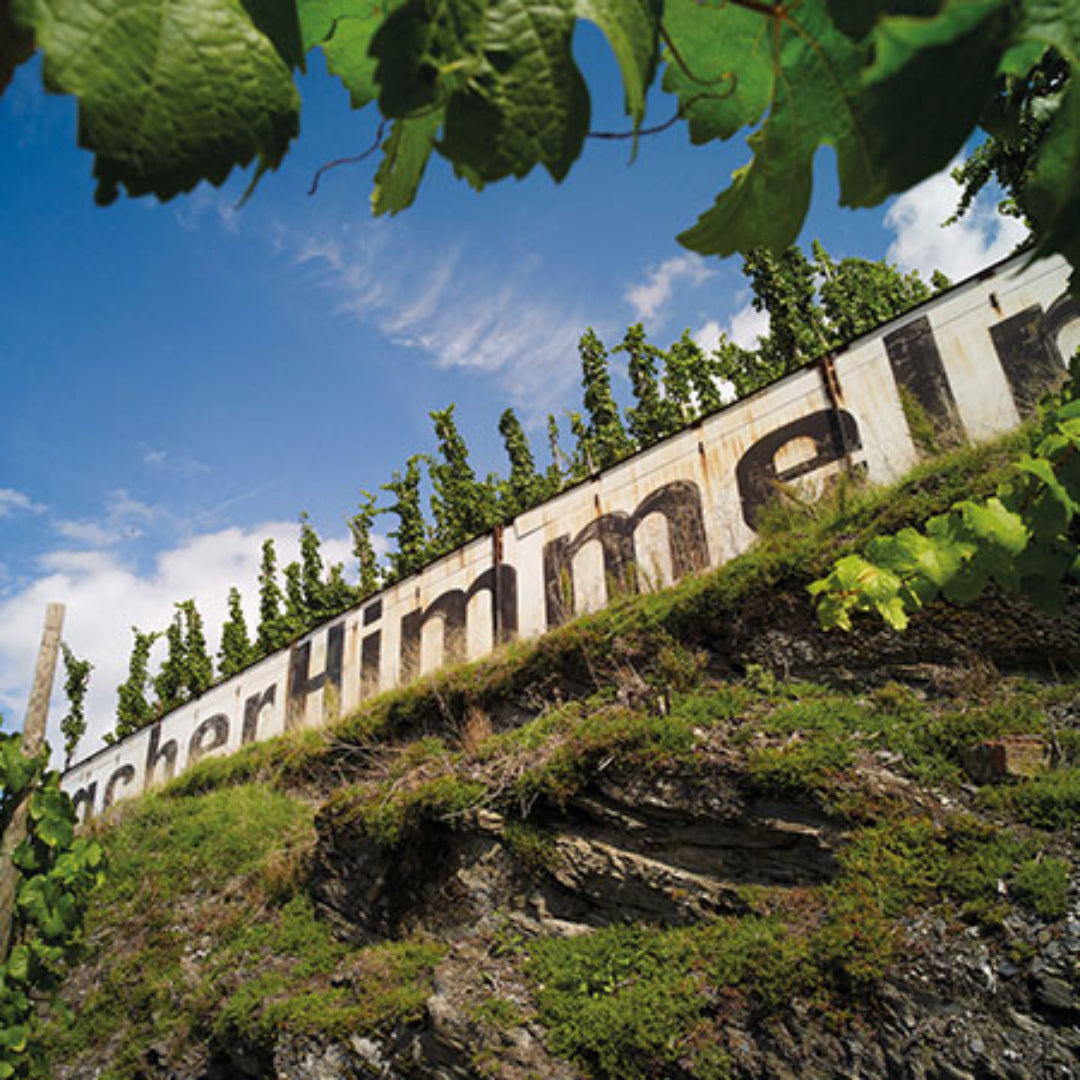 Fritz Willi Mosel Rose