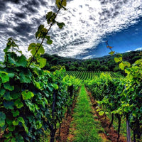 Villa Wolf Dry Riesling