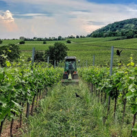 Villa Wolf Dry Riesling