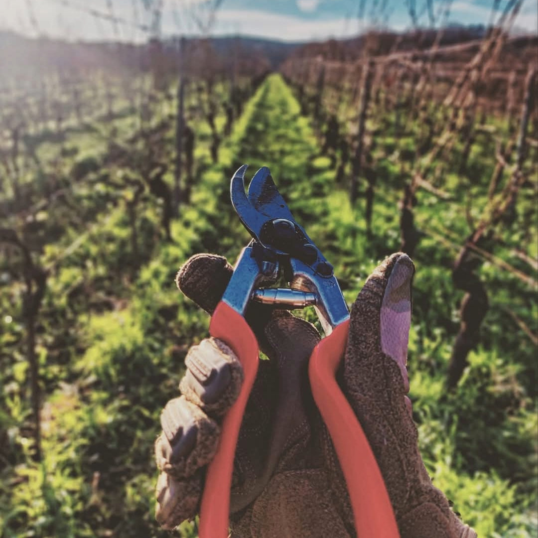 Villa Wolf Dry Riesling