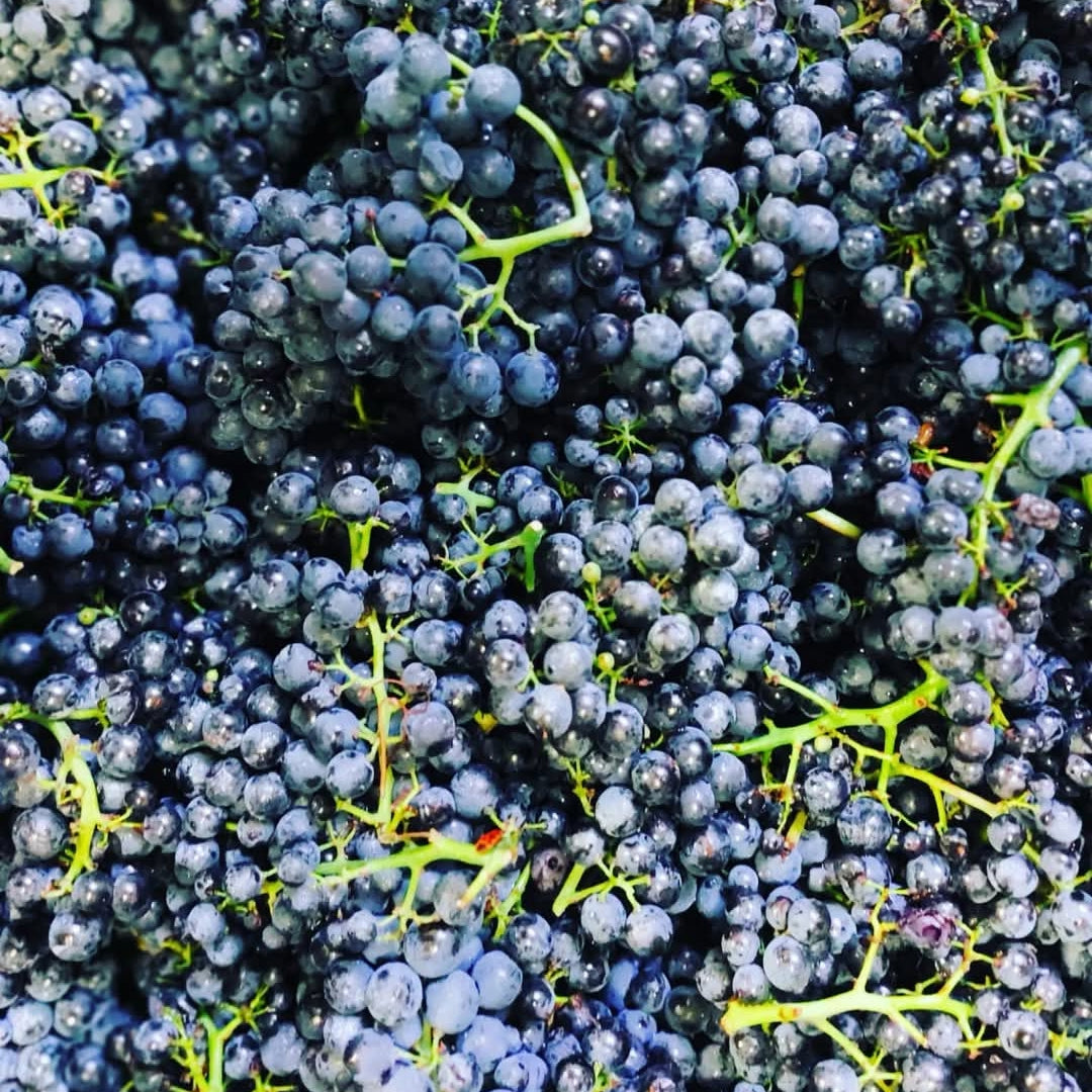 Villa Wolf Dry Riesling