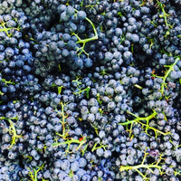 Villa Wolf Dry Riesling