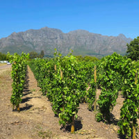 Kleine Zalze Cellar Selection Chenin Blanc
