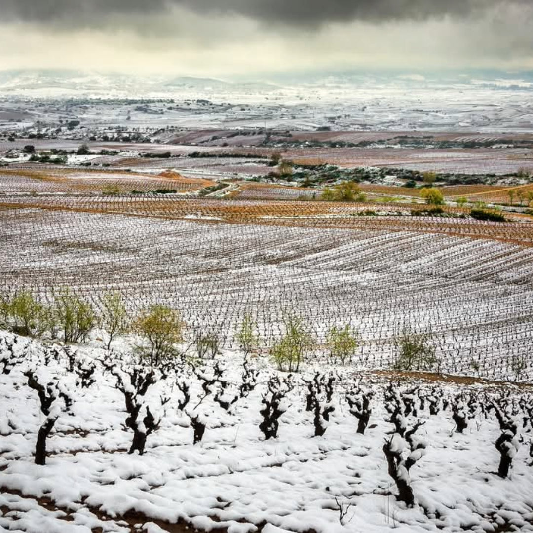 Bodegas Zinio Rioja Street Art Tempranillo Blanco