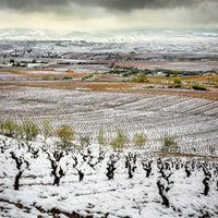 Bodegas Zinio Rioja Street Art Tempranillo Blanco