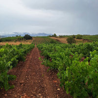 Bodegas Zinio Rioja Street Art Tempranillo Blanco