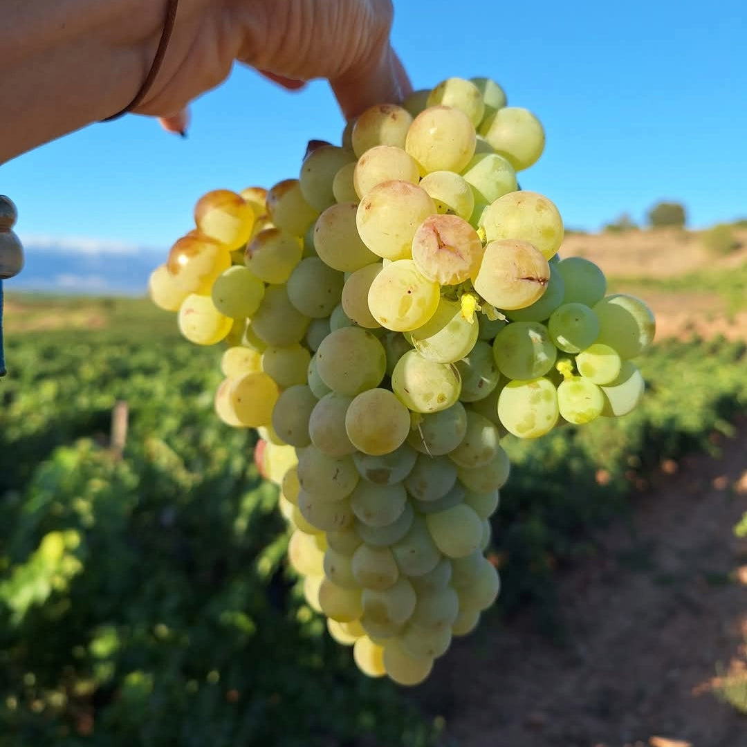 Bodegas Zinio Rioja Street Art Tempranillo Blanco