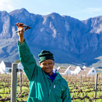 Zorgvliet Cabernet Franc