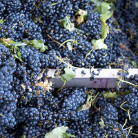 Abadia Mercier Y Knot Tempranillo - Latitude Wine & Liquor Merchant