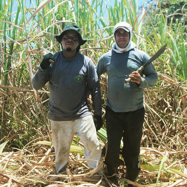 Abelha Organic Cachaca 3yo Gold - Latitude Wine & Liquor Merchant
