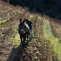 Alfredo Arribas Vinsnus inStabile Priorat - Latitude Wine & Liquor Merchant