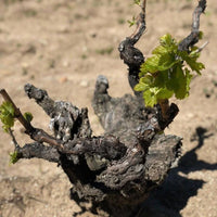Alfredo Maestro Tejero Vina Almate Tinto - Latitude Wine & Liquor Merchant
