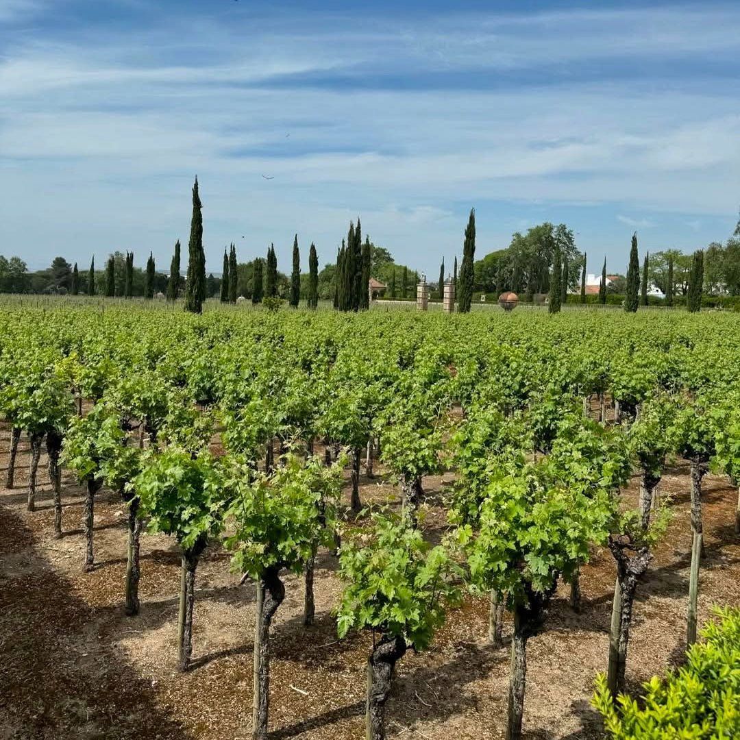 Alianca Bairrada Reserva - Latitude Wine & Liquor Merchant