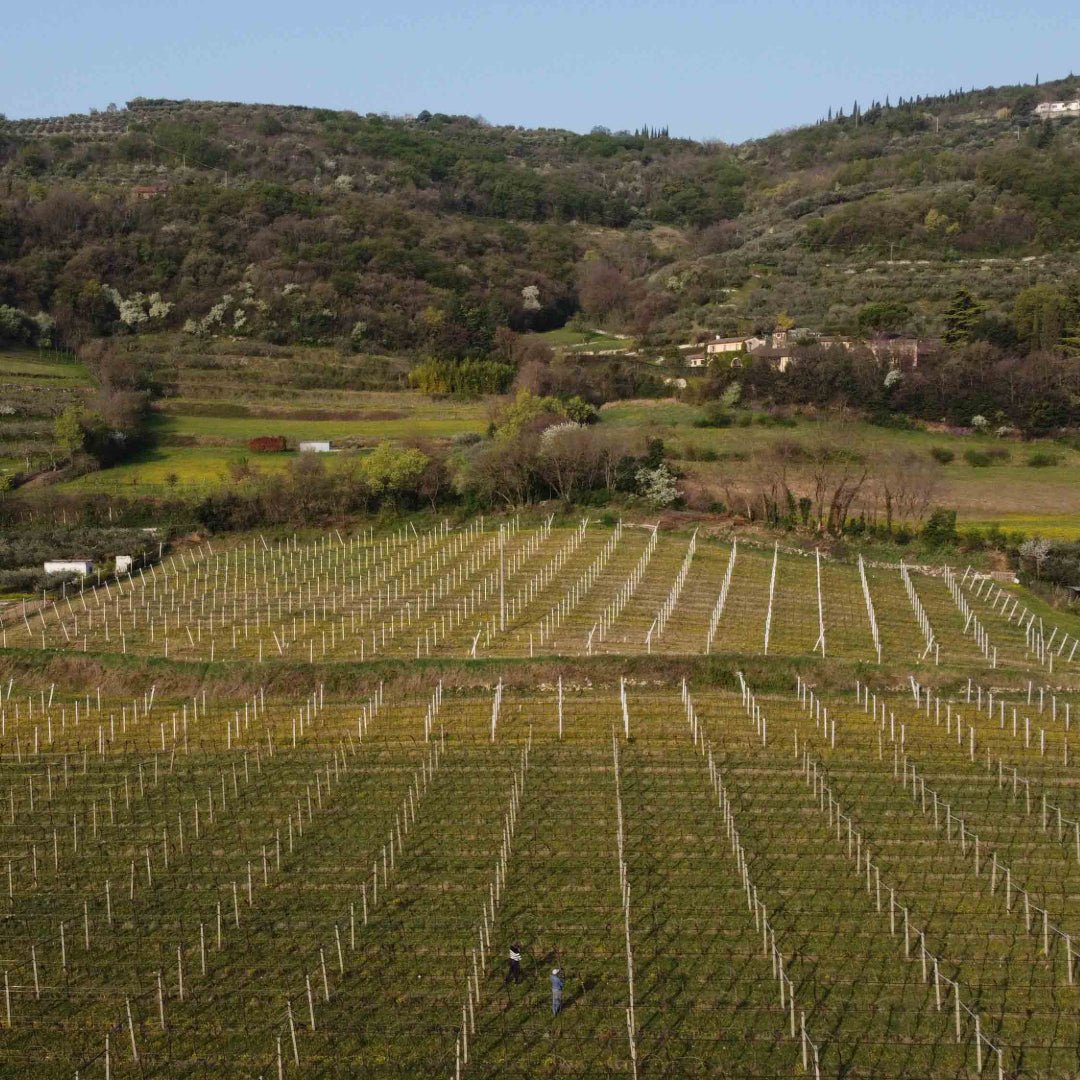 Alpha Zeta S" Soave" - Latitude Wine & Liquor Merchant