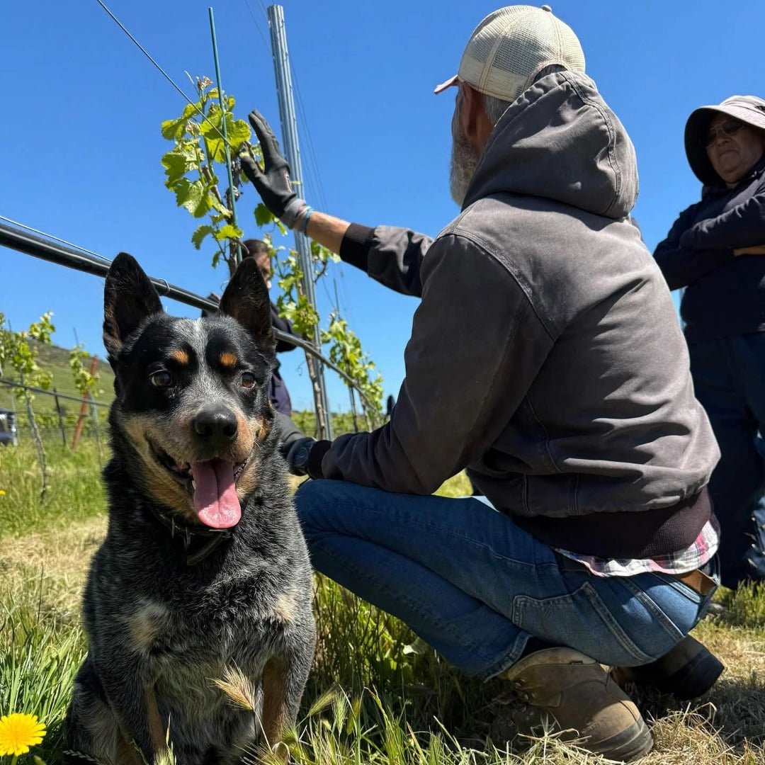 Amayna Cote d'Mar Syrah - Latitude Wine & Liquor Merchant