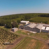 Aniello Patagonian Pinot Noir - Latitude Wine & Liquor Merchant