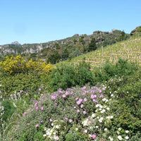 Antichi Poderi Jerzu Bantu Cannonau di Sardegna - Latitude Wine & Liquor Merchant