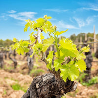 Antichi Poderi Jerzu Bantu Cannonau di Sardegna - Latitude Wine & Liquor Merchant