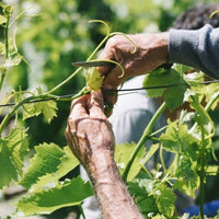 Antichi Poderi Jerzu Bantu Cannonau di Sardegna - Latitude Wine & Liquor Merchant