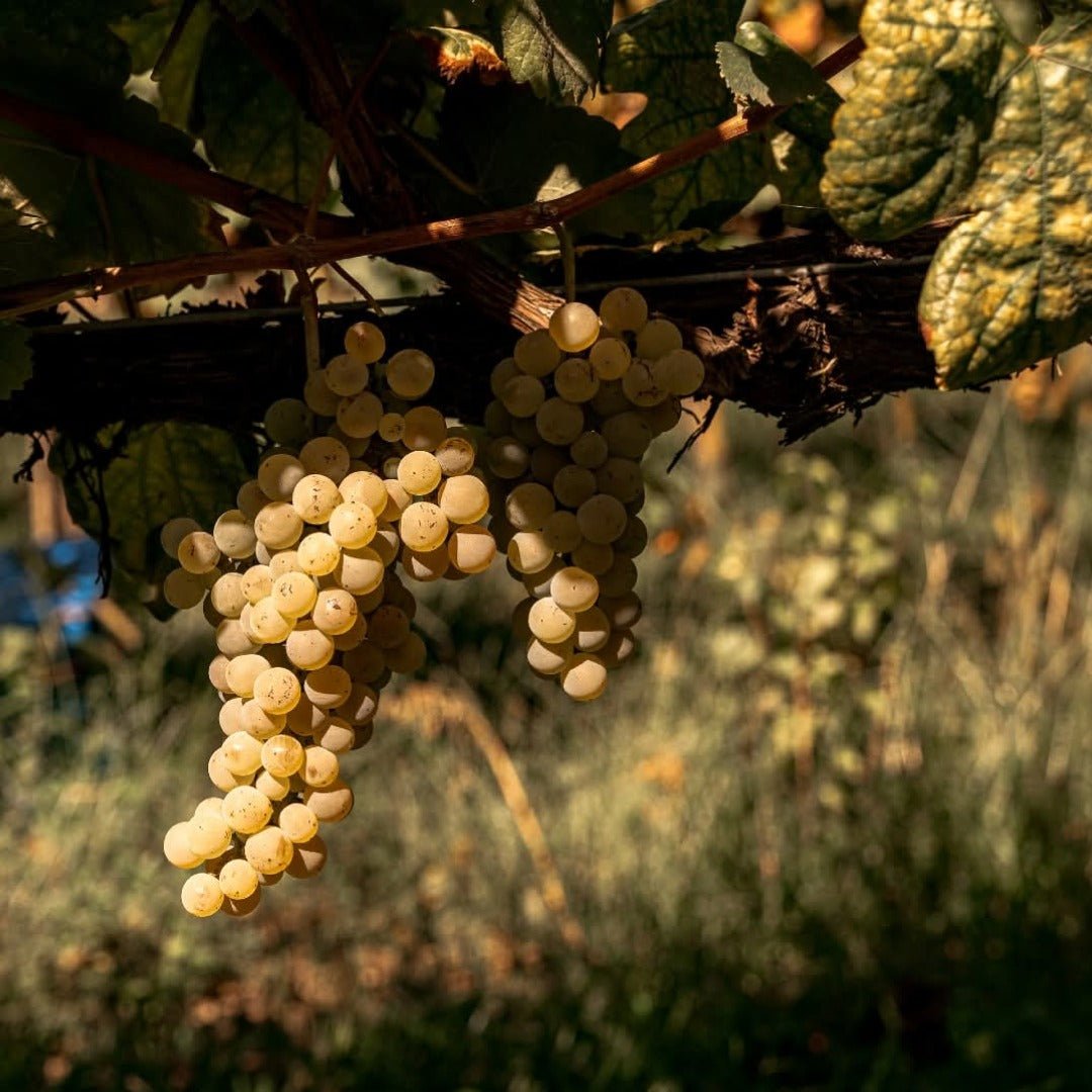 Aphros Pura Maresia Vinho Verde - Latitude Wine & Liquor Merchant