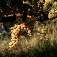 Aphros Pura Maresia Vinho Verde - Latitude Wine & Liquor Merchant