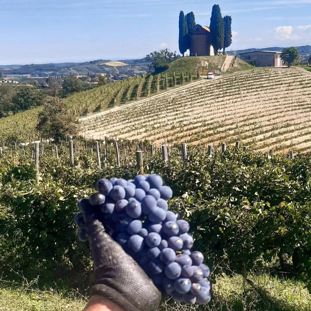Avamposti Cerchi Slarina Monferrato DOC - Latitude Wine & Liquor Merchant