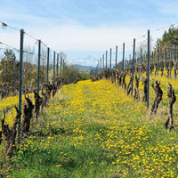 Avamposti Cerchi Slarina Monferrato DOC - Latitude Wine & Liquor Merchant