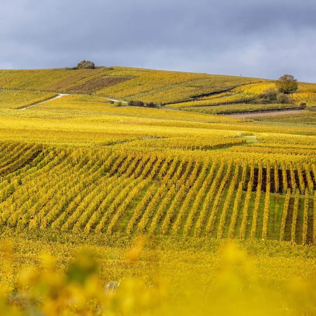 Ayala Blanc de Blancs Vintage - Latitude Wine & Liquor Merchant