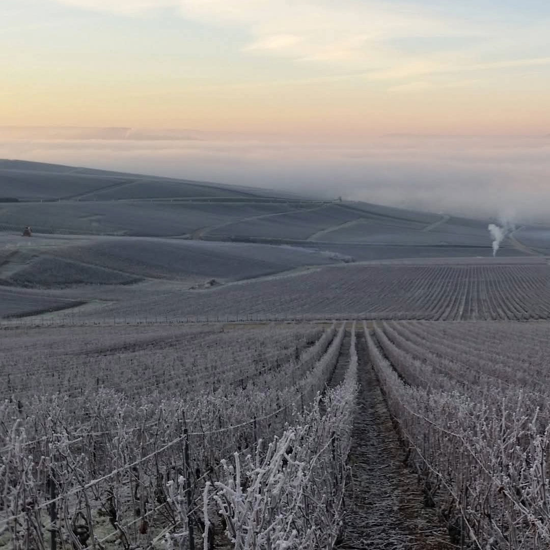 Ayala Blanc de Blancs Vintage - Latitude Wine & Liquor Merchant