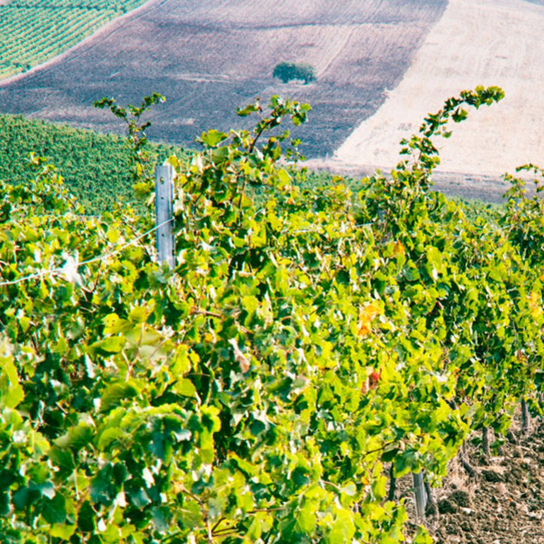 Baglio Gibellina Merlot - Latitude Wine & Liquor Merchant