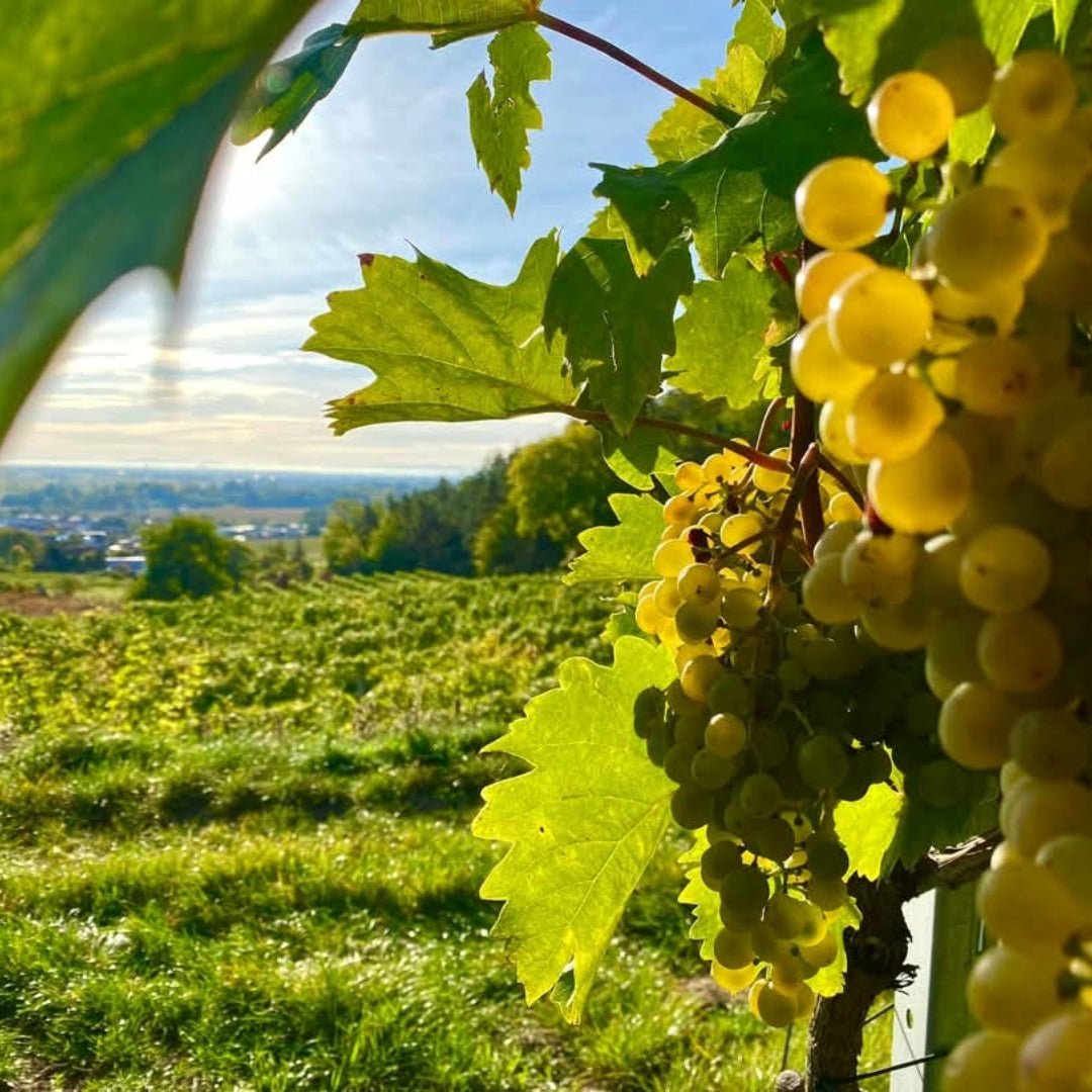 Barbara Ohlzelt Riesling Heiligenstein Erste Lage - Latitude Wine & Liquor Merchant