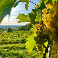 Barbara Ohlzelt Riesling Heiligenstein Erste Lage - Latitude Wine & Liquor Merchant