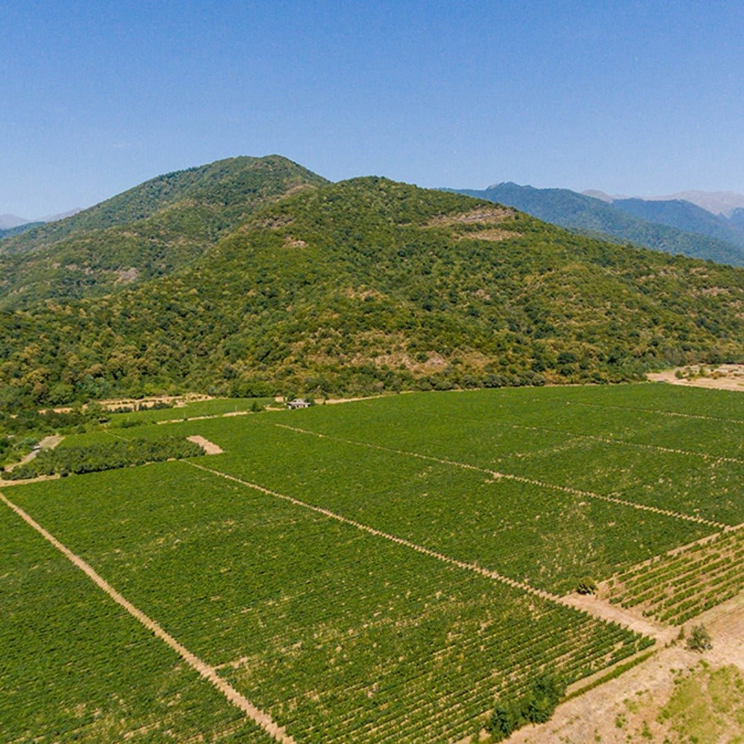 Bedoba Orange Wine - Latitude Wine & Liquor Merchant