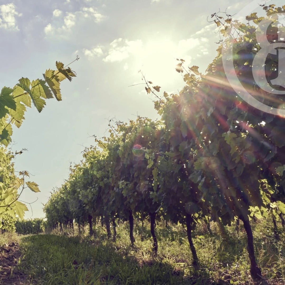 Belle De Brillet Cognac & Poire Williams Liqueur - Latitude Wine & Liquor Merchant