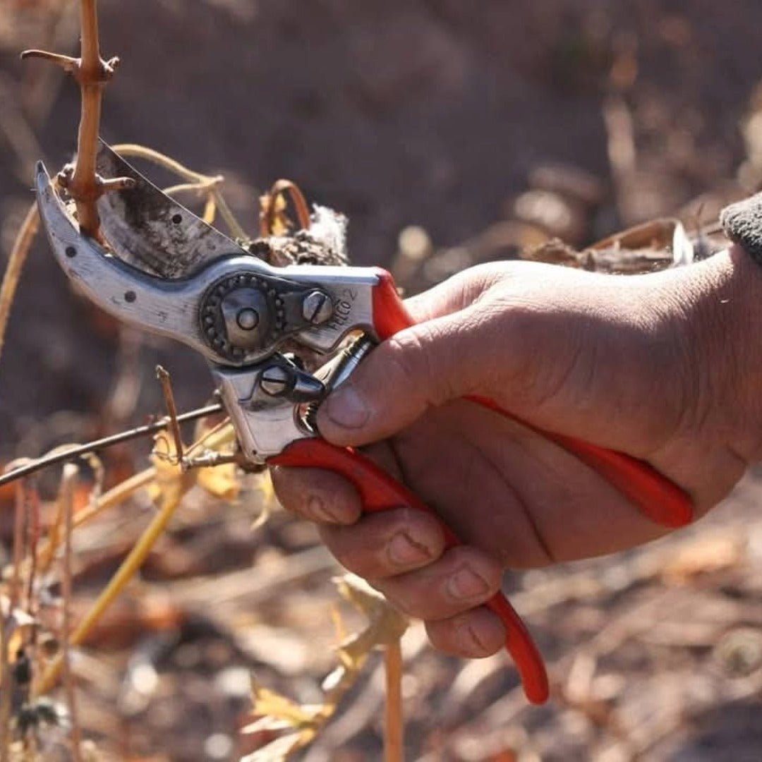 Benegas Estate Finca Libertad Single Vineyard Sangiovese - Latitude Wine & Liquor Merchant