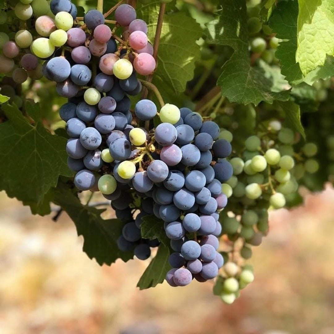 Benegas Estate Finca Libertad Single Vineyard Sangiovese - Latitude Wine & Liquor Merchant