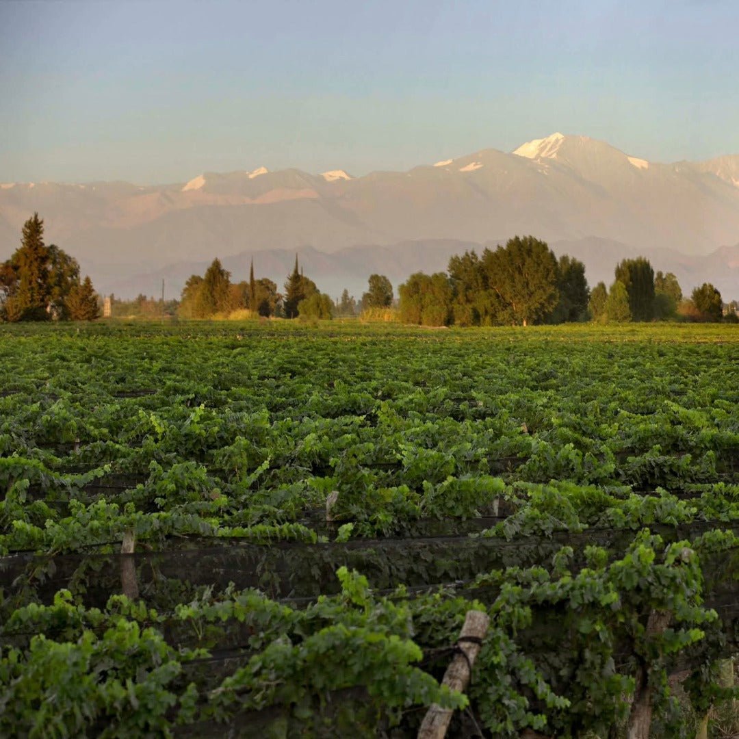 Benegas Estate Finca Libertad Single Vineyard Sangiovese - Latitude Wine & Liquor Merchant