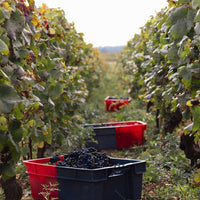 Bertrand Ambroise Nuits St Georges - Latitude Wine & Liquor Merchant