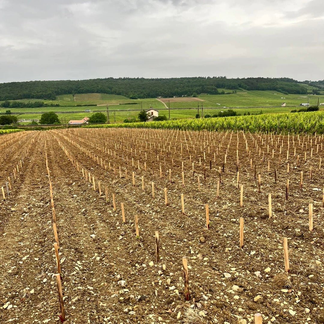 Bertrand Ambroise Nuits St Georges - Latitude Wine & Liquor Merchant
