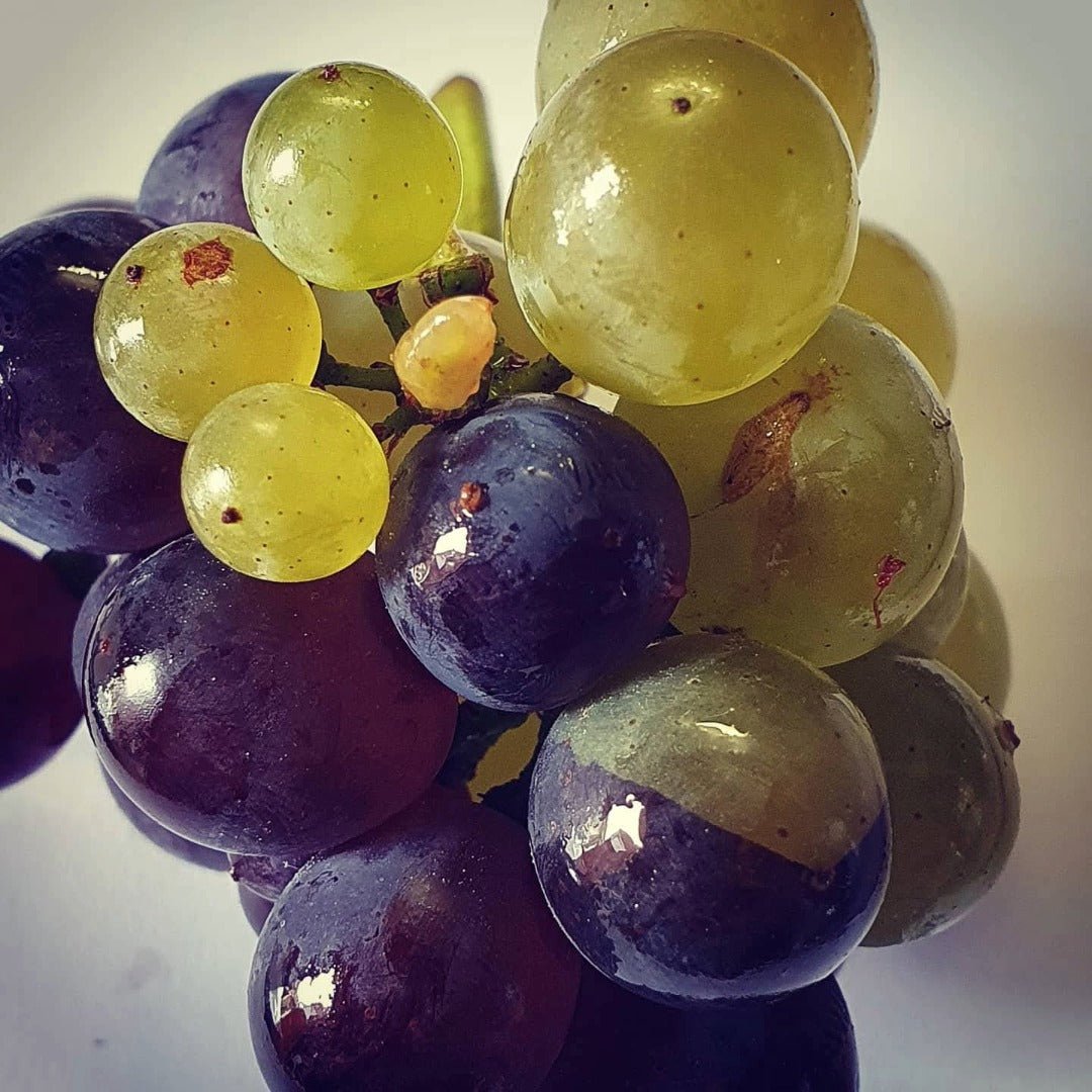 Bertrand Ambroise Nuits St Georges - Latitude Wine & Liquor Merchant