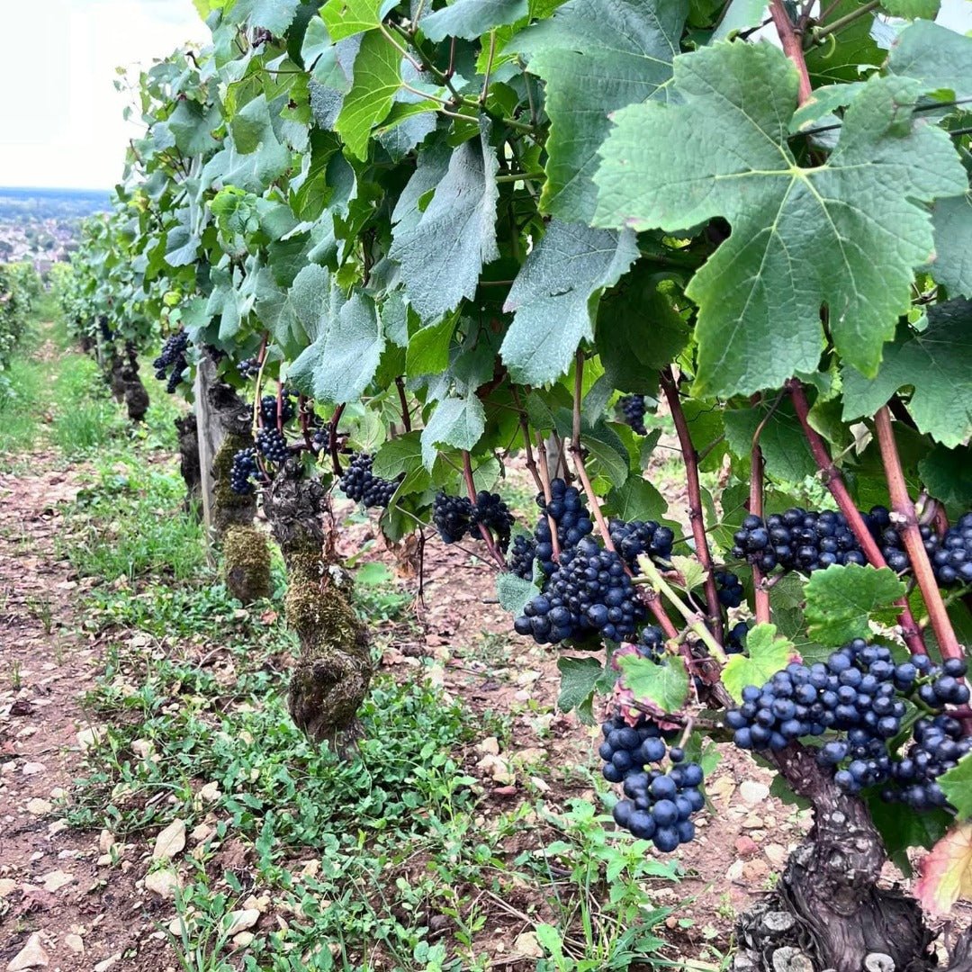 Bertrand Ambroise Nuits St Georges - Latitude Wine & Liquor Merchant