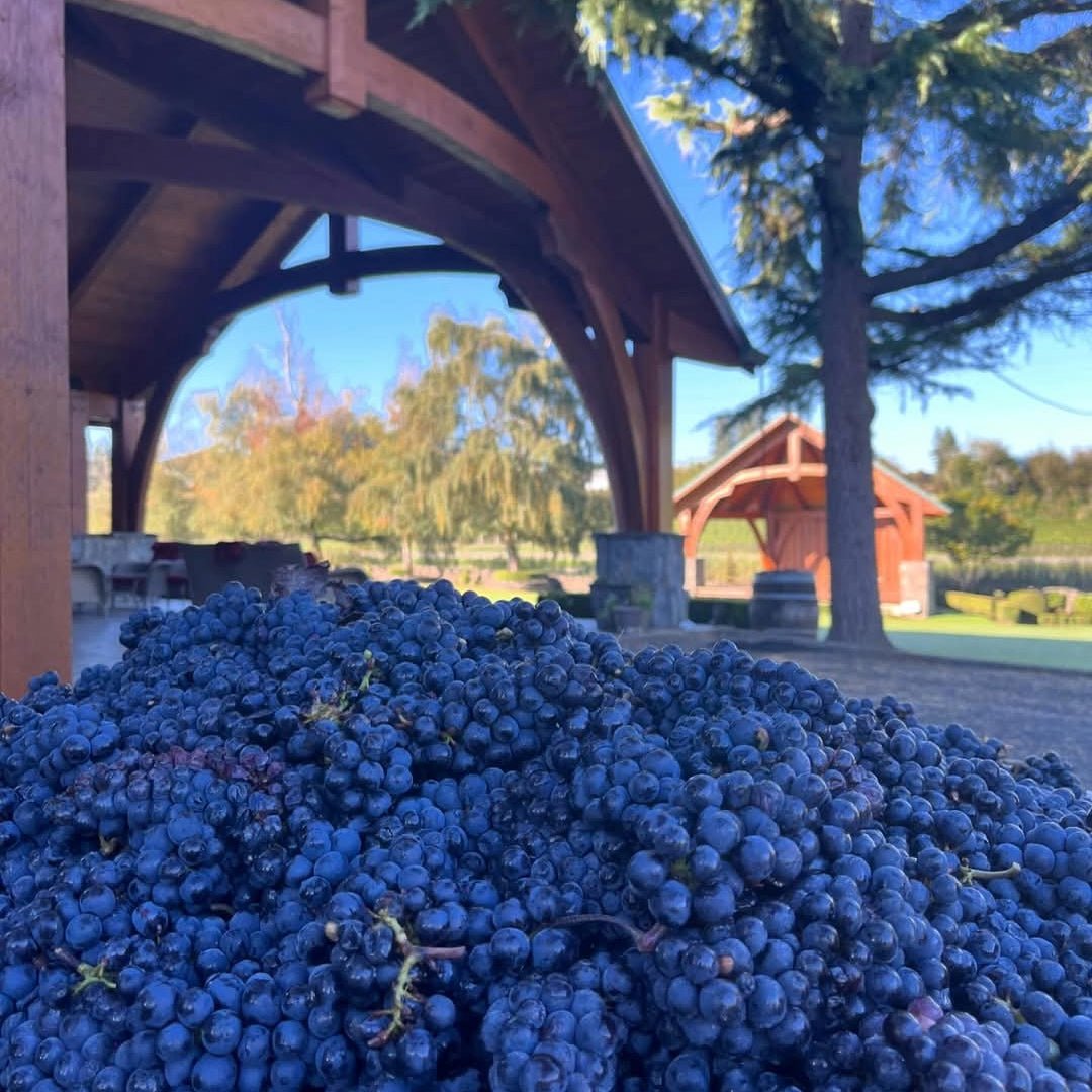 Bethany First Creek Barossa Valley Grenache - Latitude Wine & Liquor Merchant