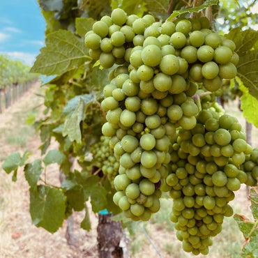 Blue Fish Organic Riesling - Latitude Wine & Liquor Merchant