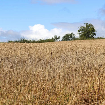 Boatyard Sloe Gin - Latitude Wine & Liquor Merchant