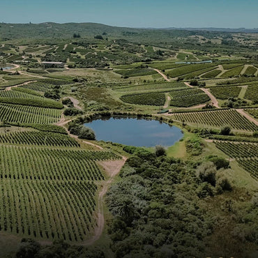 Bodega Garzon Single Vineyard Petit Verdot - Latitude Wine & Liquor Merchant